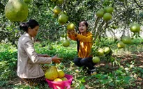 Sản xuất nhỏ lẻ, bưởi Tân Triều lỡ cơ hội xuất khẩu