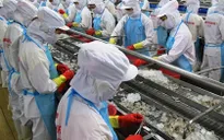 ĐBSCL: Tôm thẻ nguyên liệu rớt giá từng ngày