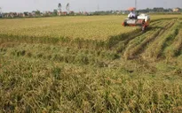 Hiệu quả từ mô hình mở rộng cánh đồng lớn gắn với tiêu thụ