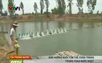 Không khuyến khích nông dân nuôi tôm thẻ chân trắng trong vùng nước ngọt
