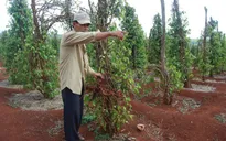 Gia Lai: Thương lái Trung Quốc “tận thu” rễ tiêu