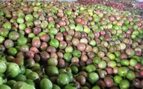 Doanh nghiệp Việt Nam thiếu chanh dây tươi xuất khẩu