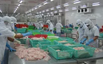 Mỹ tăng thuế chống bán phá giá cá tra gấp 3 lần