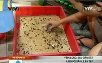 Sau gián đất, dân lại nuôi sâu lạ ăn tạp