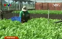 Rau sạch ở Đăk Lăk bị ép giá