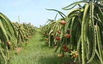 Thanh long Châu Thành rớt giá khi vừa được bảo hộ độc quyền tại Mỹ