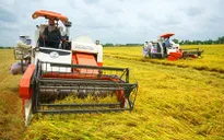 Giá lúa Đông Xuân tăng 100-200 đồng/kg