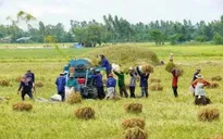 ĐBSCL: Giá lúa giảm, nông dân lao đao