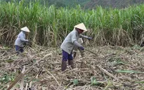 Nông dân e ngại đầu tư vùng nguyên liệu mía