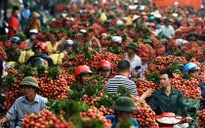 Bắc Giang tắc đường vì vải