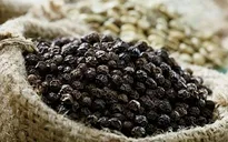Đồng Nai: Giá hạt tiêu tăng mạnh