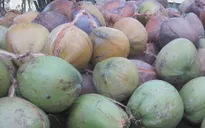 Dừa khô Bến Tre tăng giá trở lại