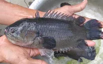 Cá rô đầu vuông gặp khó đầu ra