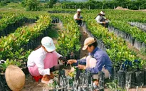 TP.HCM hỗ trợ phát triển các mô hình kinh tế tập thể