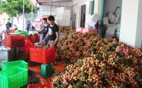 Huyện Lục Ngạn thu 1.620 tỷ đồng từ vải thiều