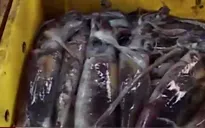 Mực lạ giá siêu rẻ “đổ bộ” các chợ Thừa Thiên Huế