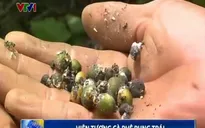 Cà phê rụng trái - Nỗi lo của người trồng cà phê Lâm Đồng
