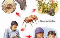 Việt Nam ứng phó bệnh dịch hạch nguy hiểm