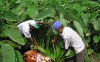 An Giang: Nông dân phấn khởi vì trúng mùa khoai môn