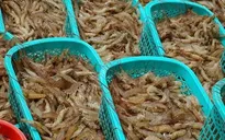 Cà Mau: Tôm sú tăng liên tục, tôm thẻ chân trắng rớt giá mạnh