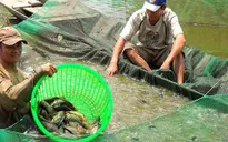Quảng Trị: Thí điểm thành công mô hình nuôi cá rô đầu vuông