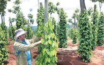 Giá hồ tiêu tăng, người dân Đăk Nông liên tục mở rộng diện tích