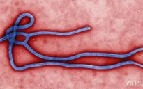 Một trường hợp nghi nhiễm Ebola ở Hong Kong