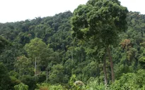 Gia Lai không trồng rừng phòng hộ vì thiếu kinh phí