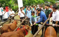 Chủ tịch nước hoan nghênh sáng kiến tặng bò cho người nghèo