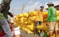 Khi nông dân không mặn mà với tiền hỗ trợ trồng lúa