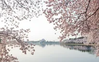 Ngắm vẻ đẹp hoa anh đào tại Washington D.C