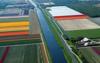 Ngắm cánh đồng tulip tuyệt đẹp ở Hà Lan