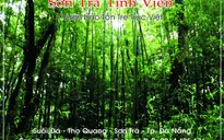 Hơn 100 giống tre, trúc quy tụ ở Sơn Trà tịnh viên