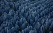 Chiêm ngưỡng rừng đá nhọn hoắt kỳ vĩ ở Madagascar
