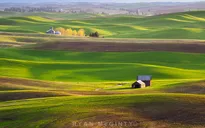 Bắt mắt những đồi cỏ đẹp như tranh vẽ ở Palouse