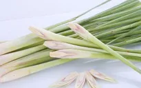 Tuyệt chiêu chống muỗi cắn khi du lịch