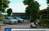 Xanh ngát “công viên cây xăng” ở Thái Lan