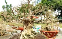 Cận cảnh cây mai giá gần 2 tỉ “đổ bộ” Sài Gòn