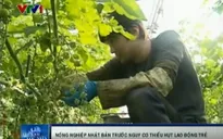 Nông nghiệp Nhật Bản đối diện nguy cơ thiếu hụt lao động trẻ