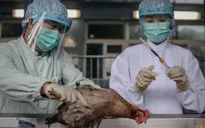 Trung Quốc: Số ca nhiễm cúm gia cầm H7N9 tăng lên 43
