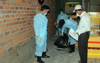 Ninh Thuận công bố dịch cúm H5N1 trên chim yến