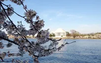 Ngắm hoa anh đào rực rỡ bên dòng Potomac ở Washington D.C
