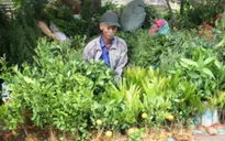 Phiên chợ Viềng tấp nập người "mua may bán rủi"
