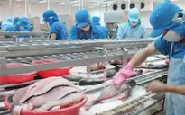 Ngành cá tra Việt Nam có Hiệp hội