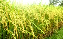 Lúa chất lượng cao tồn đọng tại ĐBSCL