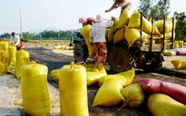 Kiên Giang: Lúa chất lượng cao vẫn... ế