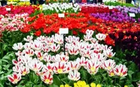 Hoa Đà Lạt ưu tiên xuất khẩu