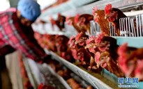 Phát hiện ca tử vong thứ 5 vì H7N9 tại Trung Quốc