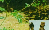 Một số bài thuốc trị ho có đờm hiệu quả