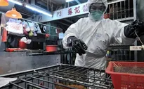 Trung Quốc: 51 ca nhiễm cúm H7N9, 11 người tử vong